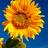 My Sunflower Page